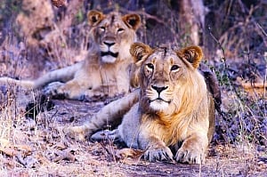 Behind the big cat deaths