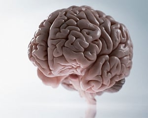 Bigger brain could make you only a little smarter than others