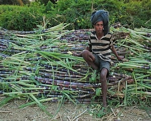 Cabinet clears Rs 5,538-cr package for sugar industry
