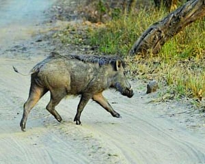 Centre permits culling of vermin boars in U’khand