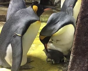 Daddy cool: Same-sex penguin couple become parents