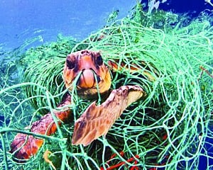 Escalating threat to wildlife