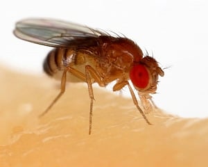 Fruit fly studies may help develop treatment for Alzheimer's