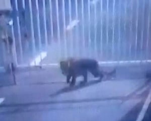 Leopard enters Gujarat secretariat; search operation on