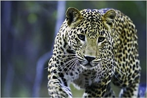 Leopards on the prowl again