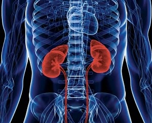 New virus behind kidney disease uncovered