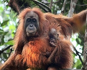 Paris zoo welcomes rare birth of endangered Orangutan