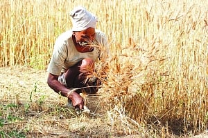 Plantation area drop on poll eve anguishes Govt