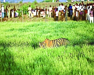 Play radio to save self, big cats too