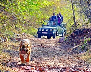 Safari with a cause