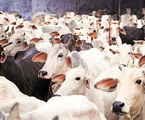 Selective amnesia on the killing of animals