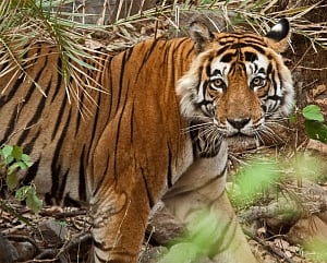 Should a man-eating tigress be tranquilized or shot dead; SC leaves it to forest dept