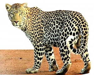 Shrinking habitats jeopardise leopards' survival