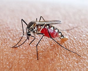 Sniffer dogs could detect malaria in people: Study