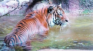 The tiger’s tragedy