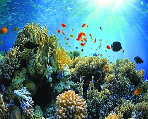 Will submarine optic cable imperil coral reef?