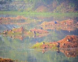 Winged guests take rain check on India invite