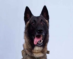 'Hero" dog to get a White House homecoming: Trump