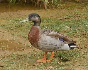 'World's loneliest duck' Trevor dies on tiny Niue