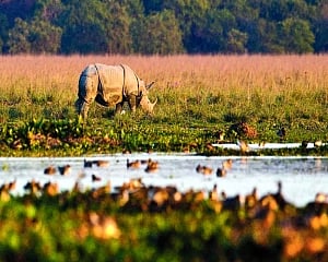 102 one-horned rhinos killed in 10 years