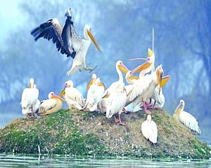 13 wildlife sanctuaries get safety cushion