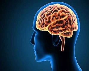 A brain circuit can help reverse craving for liquor
