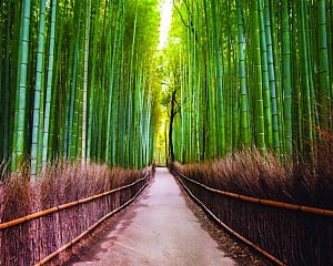 An Ode To Bamboo