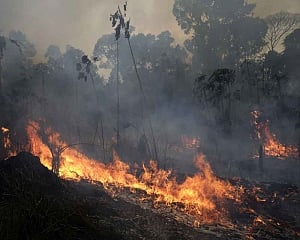 Brazil rejects G7 aid to fight Amazon fires: govt
