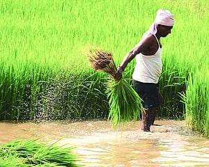Deficient monsoon hits kharif