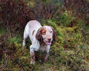 Dog shoots man: German court rules owner not fit for license