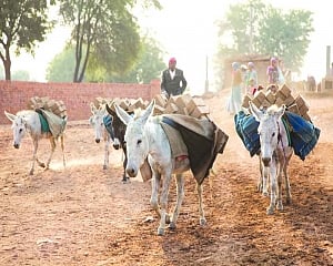 Donkey’s milk to help stop their extinction