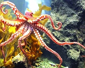 Emaciated mother embraces death to raise offspring