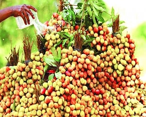 Encephalitis costs litchi Rs 100 cr trade