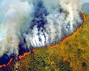 Fire in the jungle