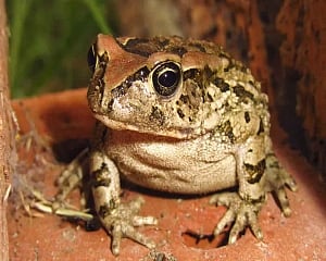 Frog skin bacteria may help fight fungal infections in humans