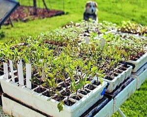 Give your seedlings some tough love