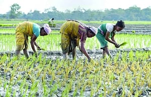 Govt hikes paddy MSP by Rs 65/qtl to offset rains delay