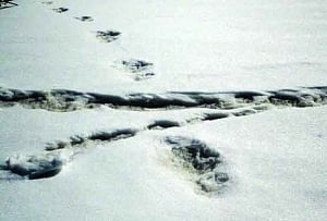 In TinTin’s footsteps