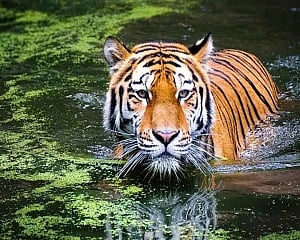 Increase in India's tiger population "good sign": Guterres' spokesperson