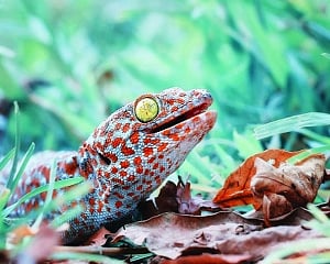 Indian lizards won’t end up as Chinese drugs