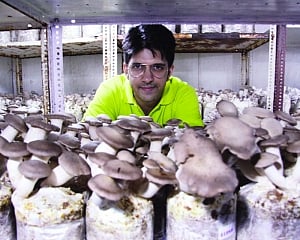 It’s mushrooming