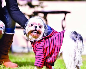 It’s pawstastic