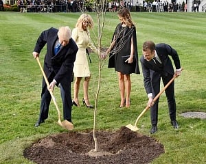 Let's tree again: Macron offers Trump replacement 'friendship' oak
