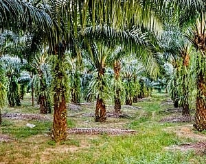 Malaysia threatens EU fighter jet boycott over palm oil
