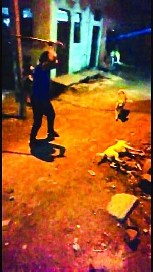 Man beats dog to death for barking, arrested