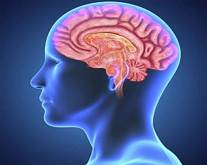 Memory loss caused by Alzheimer's can be restored: Study