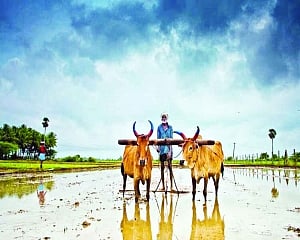 Mitigate agriculture distress
