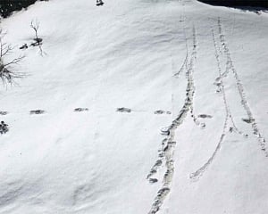 Nepal Army, wildlife officer dismiss Indian Army's Yeti claim