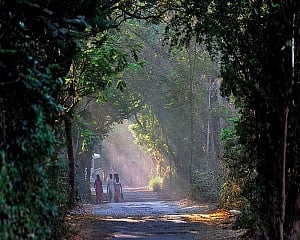 Not stopping construction of Metro shed project in Aarey colony: SC