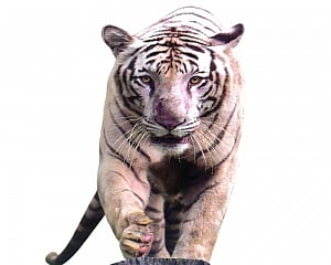 Now, India is home to 75% world tigers